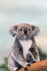Koala, phascolarctos cinereus, Mother sitting on Branch © slowmotiongli