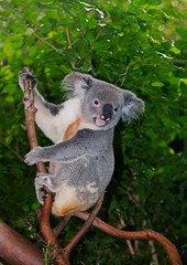 Koala, phascolarctos cinereus, Female sitting on Branch