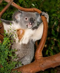 Koala, phascolarctos cinereus, Male sitting on Branch