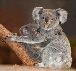 Koala, phascolarctos cinereus, Mother with Young
