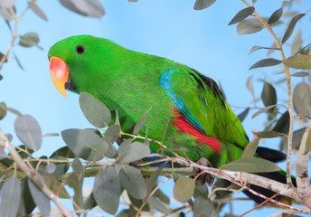 Eclectus Parrot, eclectus roratus, Male standing on Branch
