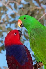 Eclectus Parrot, eclectus roratus, Pair standing on Branch, Male (green) and Female (red)
