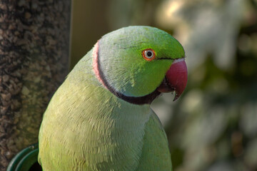 Close up of a male rose-ringed parakeet (Psittacula krameri) .