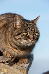 Brown Tabby Domestic Cat, Female standing on Stack of Wood, Normandy