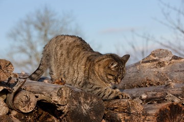 Brown Tabby Domestic Cat, Female Sharpening Claws on Stack of Wood, Normandy