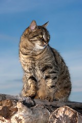 Obraz premium Brown Tabby Domestic Cat, Female standing on Stack of Wood, Normandy