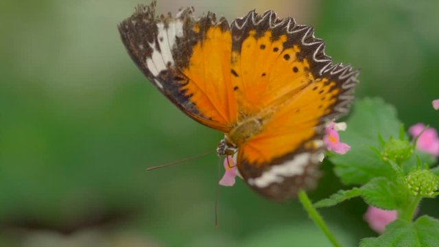 Macro close up shot of pretty butterfly sitting on flower, enjoying the nature