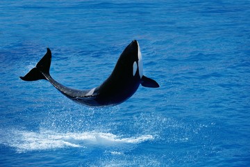 Killer Whale, orcinus orca, Adult Breatching © slowmotiongli