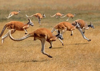 Red Kangaroo, macropus rufus, Australia, Group running - obrazy, fototapety, plakaty