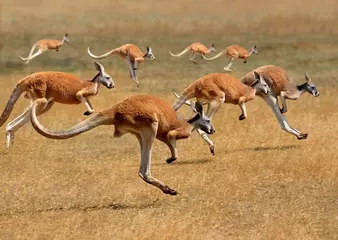 Rolgordijnen Red Kangaroo, macropus rufus, Australia, Group running © slowmotiongli