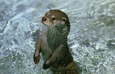 European Otter, lutra lutra, Adult standing in River