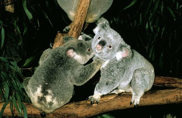 Koala, phascolarctos cinereus, Adults standing on Branch