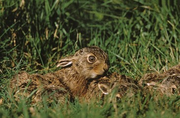 European Brown Hare, lepus europaeus, Leverets hidden in Grass, France
