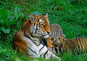 Naklejka na ściany i meble Siberian Tiger, panthera tigris altaica, Female with Cub laying on Grass
