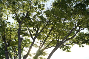夏の樹木
