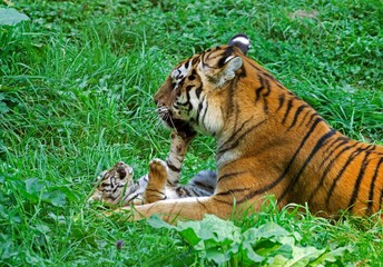 Siberian Tiger, panthera tigris altaica, Female with Cub laying on Grass