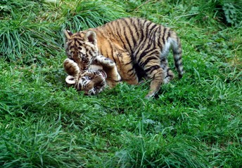 Siberian Tiger, panthera tigris altaica, Cub playing on Grass