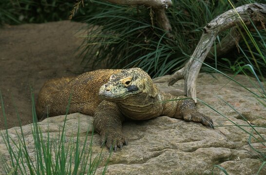 Komodo Dragon, varanus komodoensis, Adult standing on Rocks