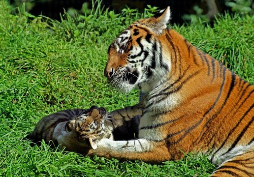 Siberian Tiger, panthera tigris altaica, Female with Cub laying on Grass