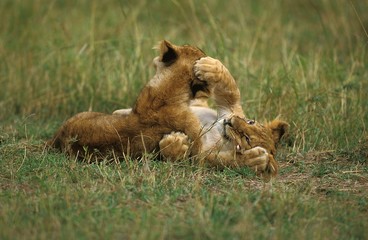 African Lion, panthera leo, Cub Playing, Masai Mara Park in Kenya