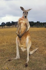 Red Kangaroo, macropus rufus, Male, Australia © slowmotiongli