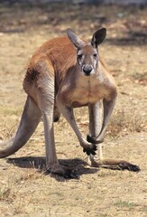 Red Kangaroo, macropus rufus, Australia © slowmotiongli