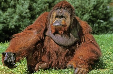Obraz premium Orang Utan, pongo pygmaeus, Male with a Funny Attitude