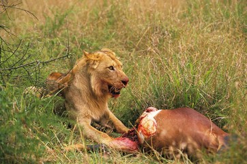 African Lion, panthera leo, Young Male with a Kill, a Topi, Masai Mara Park in Kenya