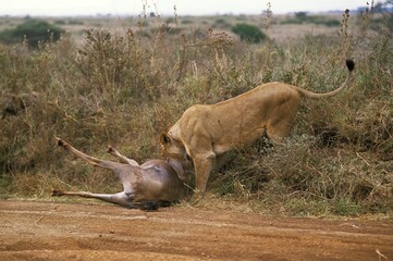 Naklejka na ściany i meble African Lion, panthera leo, Female with a Kill, a Wildebeest, Nairobi Park in Kenya