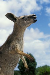 Eastern Grey Kangaroo, macropus giganteus, Adult calling, Australia © slowmotiongli