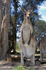 Eastern Grey Kangaroo, macropus giganteus, Adults, Australia