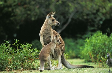 Naklejka na ściany i meble Eastern Grey Kangaroo, macropus giganteus, Mother with Joey, Australia