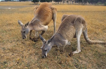 Red Kangaroo, macropus rufus, Adults eating Grass, Australia