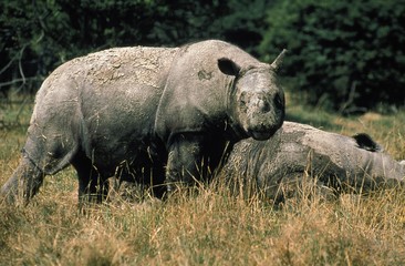 Sumatran Rhinoceros, dicerorhinus sumatrensis, Pair