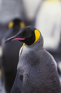 King Penguin, aptenodytes patagonica, Portrait of Adult, Salisbury Plain in South Georgia