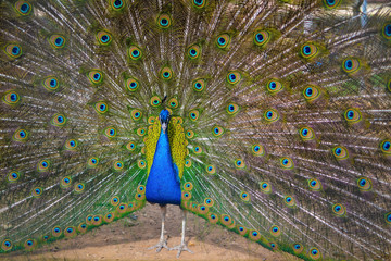 Obraz premium peacock showing his feathers