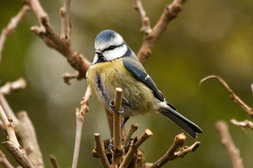 An Eurasian blue tit sititng on a branch in a winter garden, with its crest up