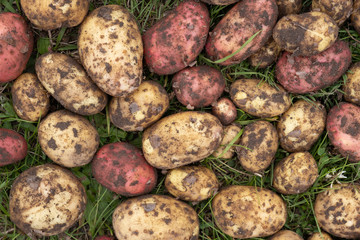 organically grown and hand - picked potatoes are put to dry in a green grass
