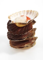 Fresh Scallops, pecten maximus against White Background