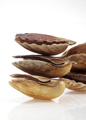 Fresh Scallops, pecten maximus against White Background