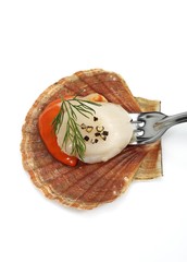 Fresh Scallops with Dill, pecten maximus against White Background