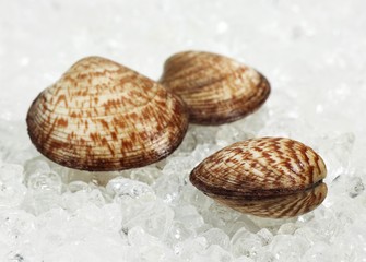 Dog Cockle Shell, glycymeris glycymeris, Fresh Shells on Ice
