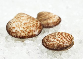 Dog Cockle Shell, glycymeris glycymeris, Fresh Shells on Ice