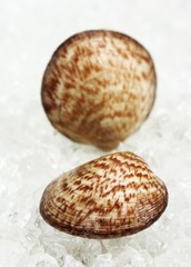 Dog Cockle Shell, glycymeris glycymeris, Fresh Shells on Ice