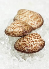 Dog Cockle Shell, glycymeris glycymeris, Fresh Shells on Ice