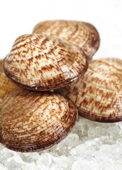 Dog Cockle Shell, glycymeris glycymeris, Fresh Shells on Ice