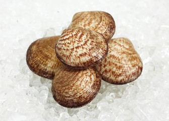 Dog Cockle Shell, glycymeris glycymeris, Fresh Shells on Ice