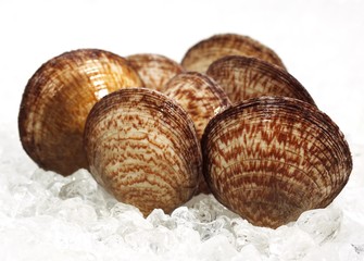 Dog Cockle Shell, glycymeris glycymeris, Fresh Shells on Ice