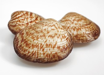Dog Cockle Shell, glycymeris glycymeris, Fresh Shells against White Background