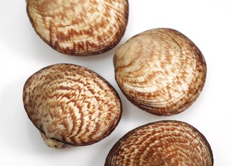 Dog Cockle Shell, glycymeris glycymeris, Fresh Shells against White Background